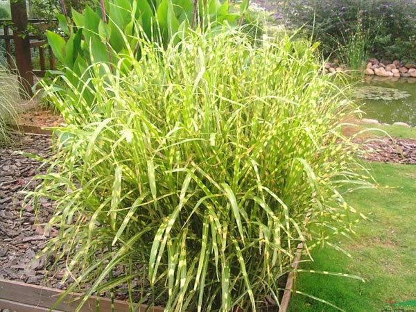 斑叶芒