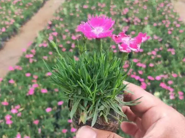 欧石竹小苗
