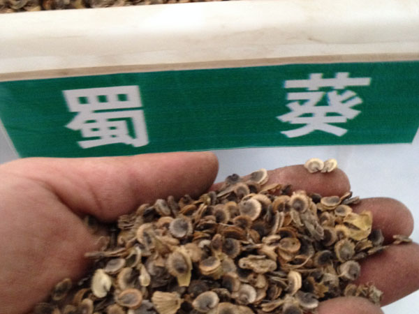 种子种苗