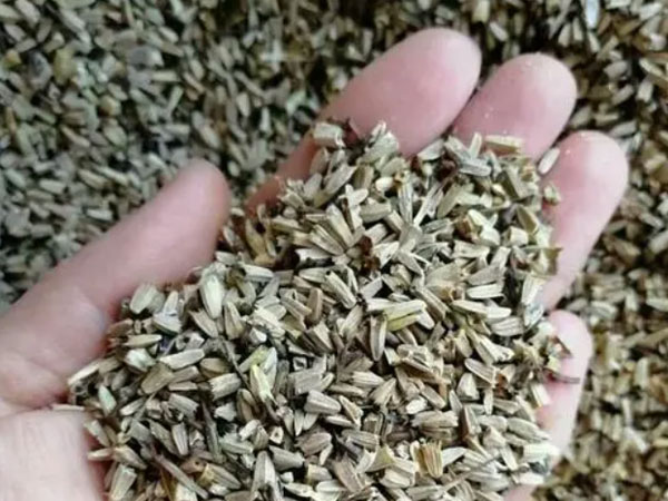 松果菊种子