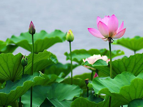 荷花