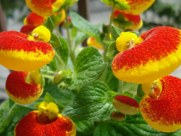 荷包花