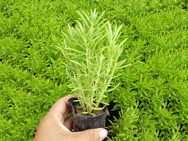 佛甲草