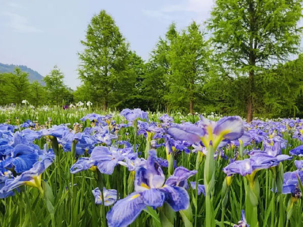 花菖蒲