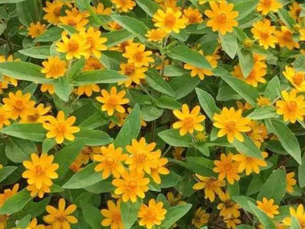 皇帝菊