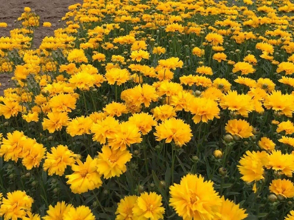 金鸡菊