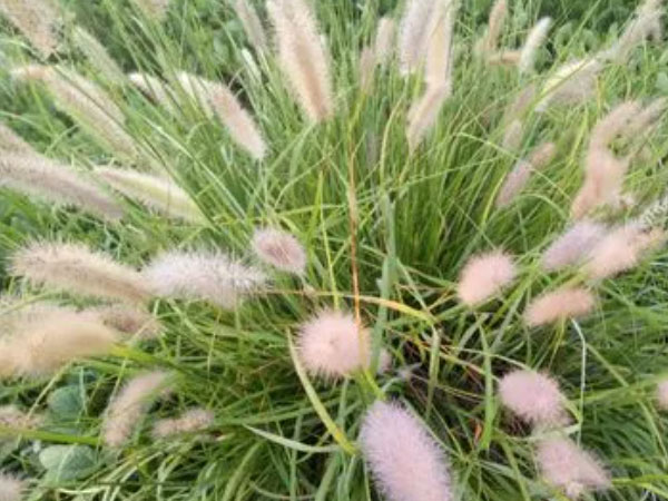 狼尾草
