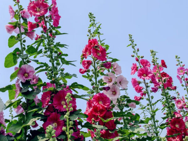 蜀葵
