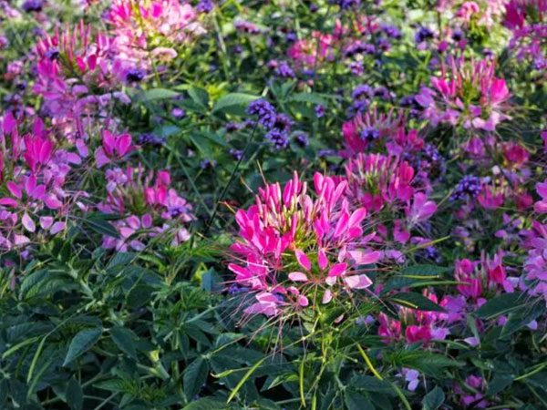 醉蝶花