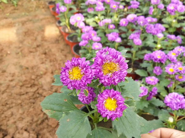 翠菊