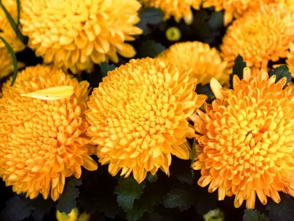 菊花