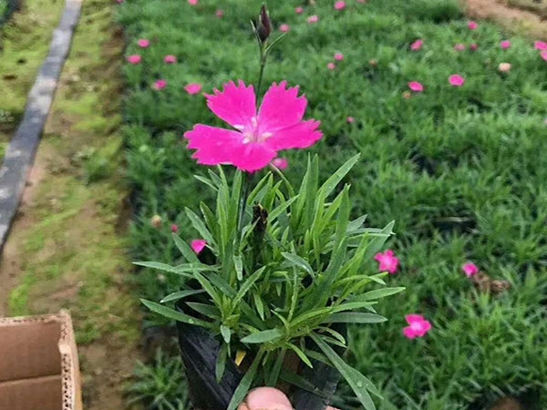 欧石竹