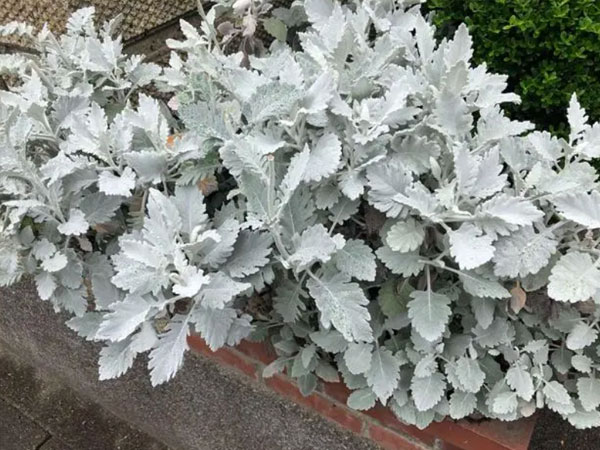 银叶菊