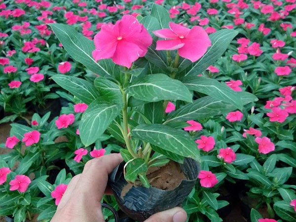 长春花