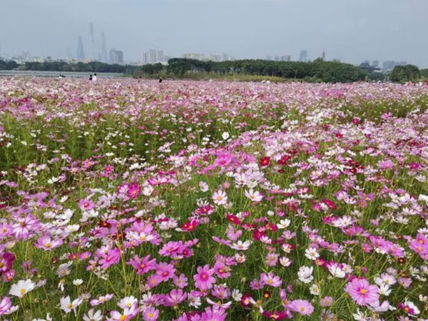 波斯菊花海
