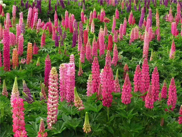 鲁冰花花海
