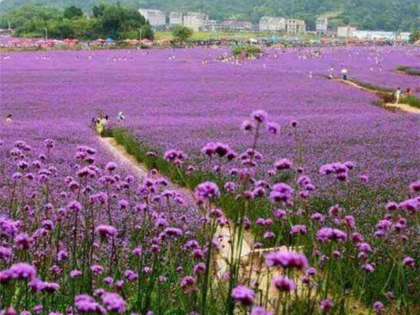 马鞭草花海