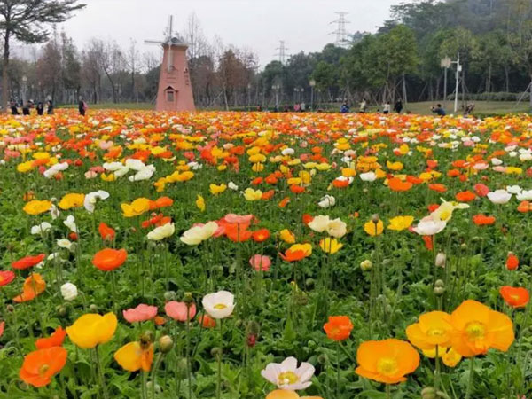 虞美人花海