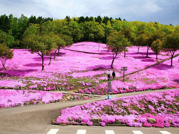 芝樱花海
